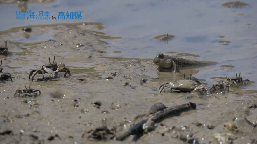 サンゴ礁に並ぶ、生物の楽園「干潟」～未来につなぐ海の話～