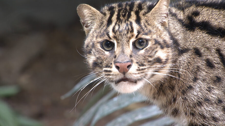 ネコなのに泳ぎが得意！？高知県の動物園に新たな動物が仲間入り