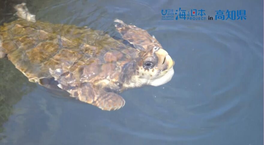 【おらんくの海】ウミガメを大調査！ウミガメが産卵しやすい環境を目指して