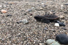 高知海岸ウミガメ協議会　ウミガメ産卵のピークを前に意見交換