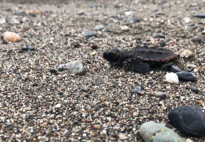 高知海岸ウミガメ協議会　ウミガメ産卵のピークを前に意見交換