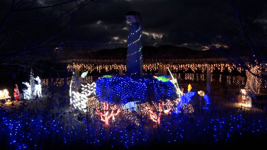 海の生き物にクリスマス　高知県大月町の夜を彩る“イルミネーション”